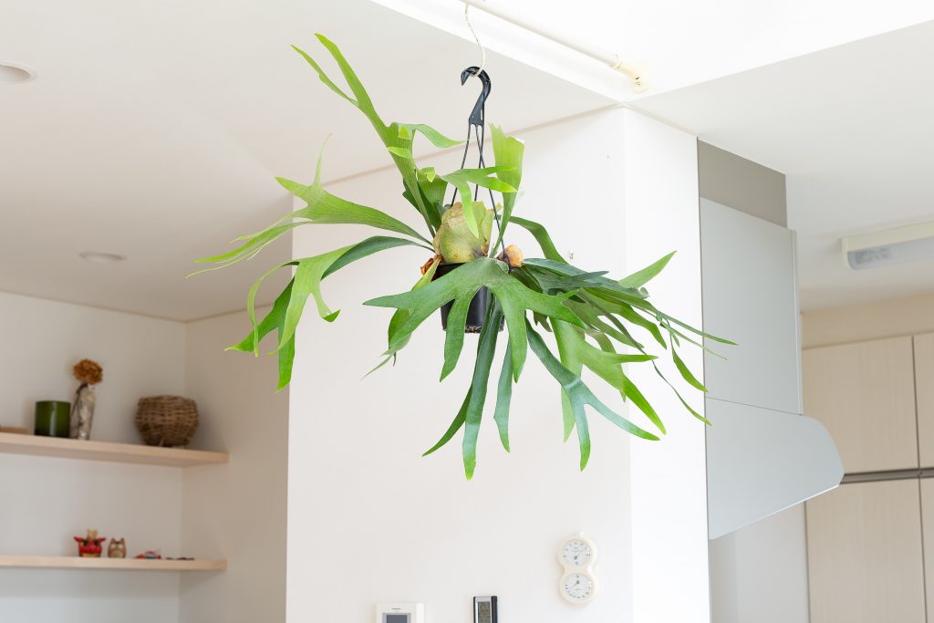 ビカクシダ・アルシコルネを飾っている画像