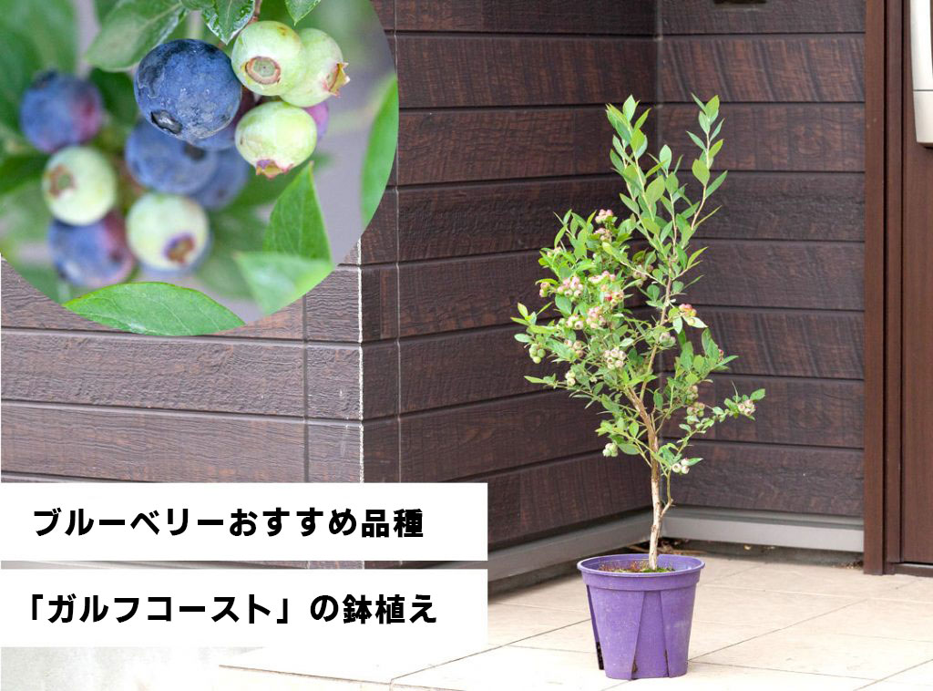 ブルーベリーおすすめ品種ガルフコースとの鉢植え