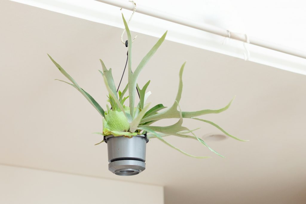 ビカクシダ・ビーチーを飾っている画像