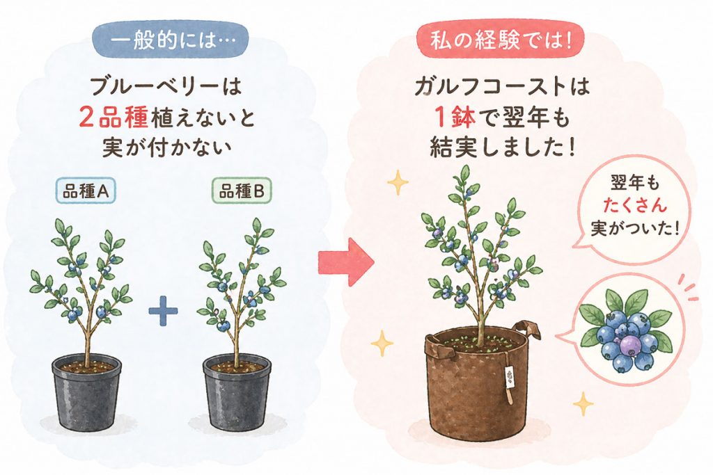ブルーベリー結実の経験談。ガルフコーストだと1本で実が付いた
