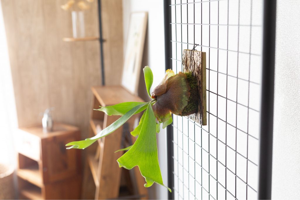 ビカクシダ・アルシコルネを飾っている画像