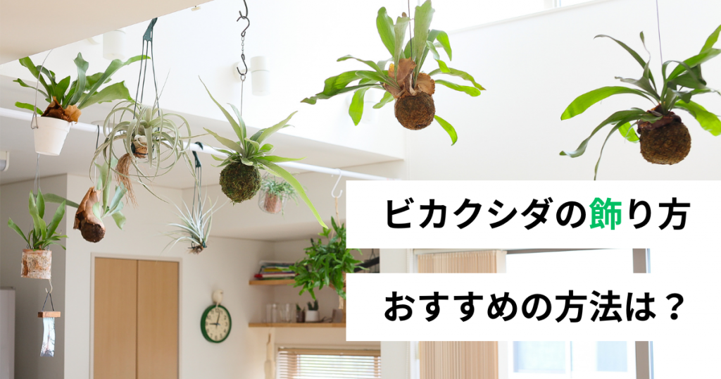 ビカクシダを飾っている画像