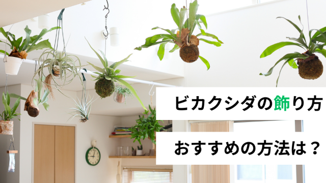 <span class="title">ビカクシダの飾り方|初心者が賃貸で楽しむオススメの方法は?</span> <span class="title">ビカクシダの飾り方|初心者が賃貸で楽しむオススメの方法は?</span>