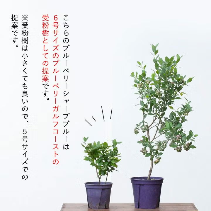 ガルフ―ストと相性が良い受粉樹の組み合わせ