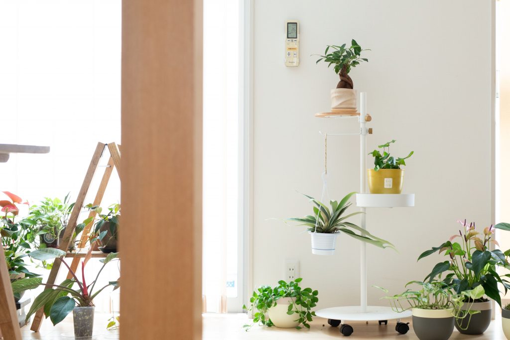 観葉植物を飾っている画像