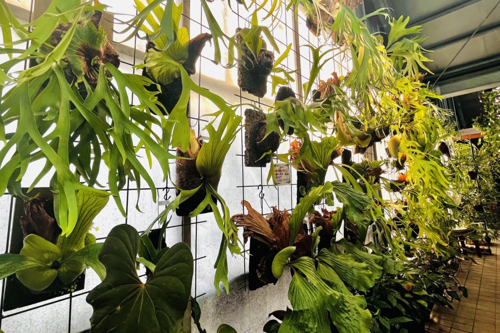 ビカクシダを飾っている画像