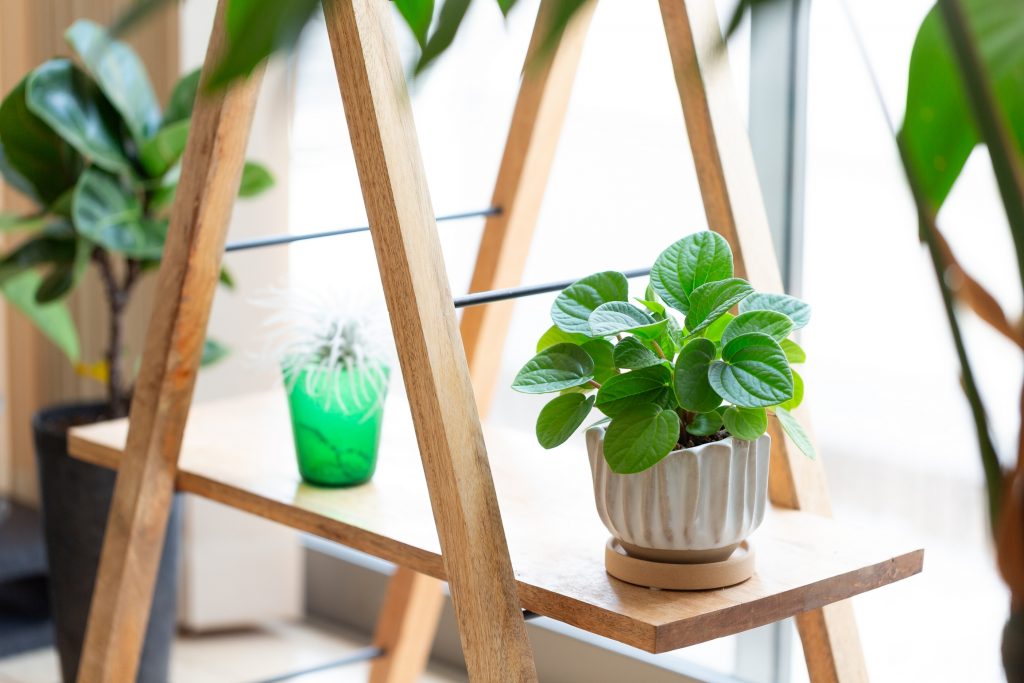 ペペロミア・ラナを陶器鉢に植えている画像