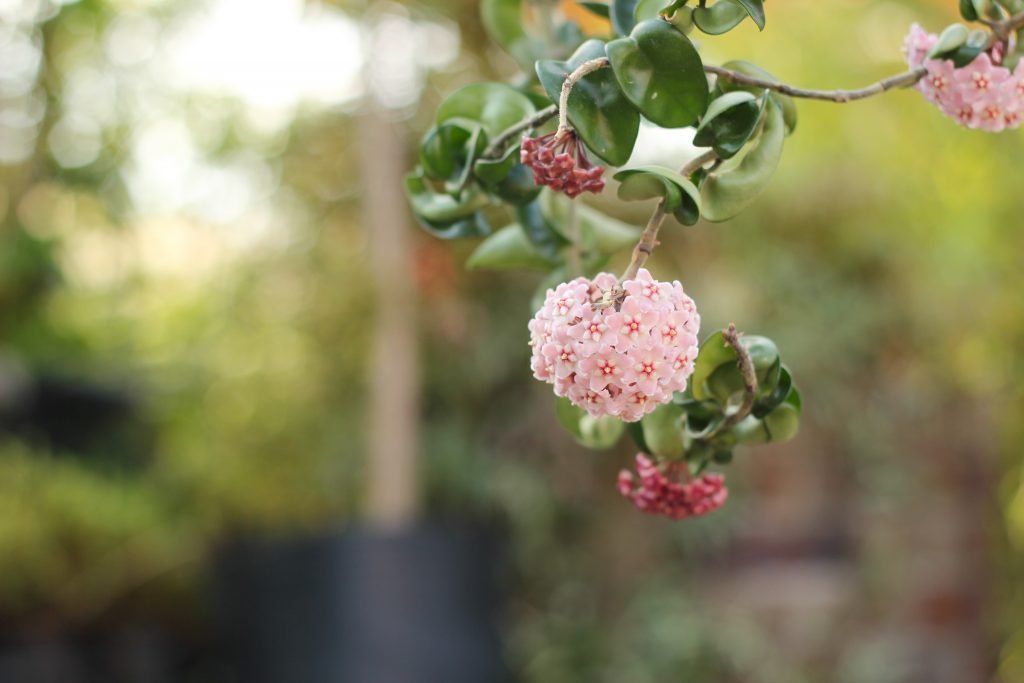 ホヤ・コンパクタの花