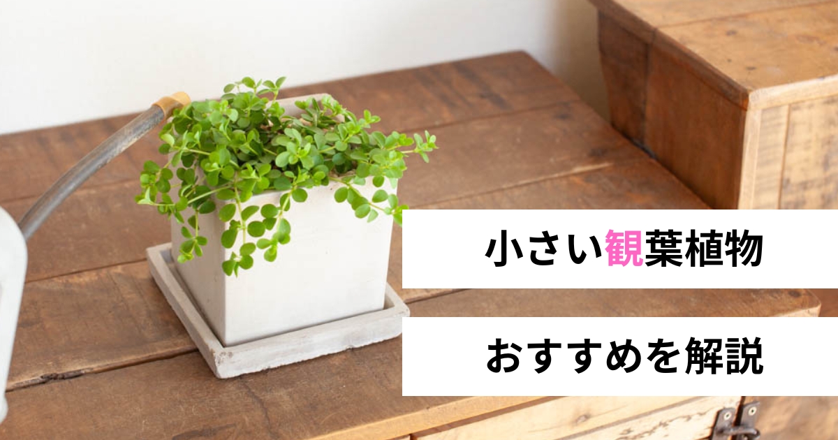 小さい観葉植物でかわいい部屋に！｜初心者おすすめ10品種と飾り方 | 特集・読みもの | e-花屋さん