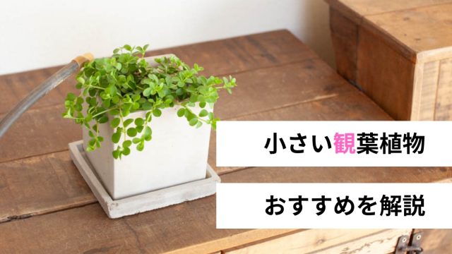 <span class="title">小さい観葉植物でかわいい部屋に！｜初心者おすすめ10品種と飾り方</span>