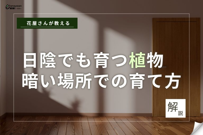 日陰でも育つ観葉植物|玄関・北向きOK!耐陰性の高い品種と育て方を紹介 | 特集・読みもの | e-花屋さん