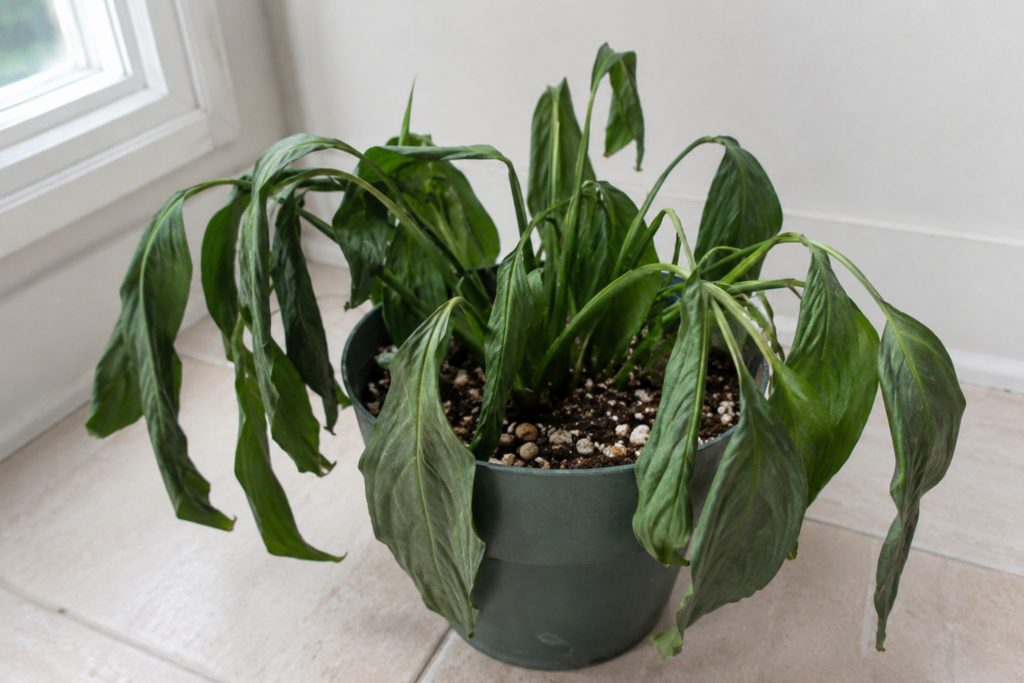 水切れで萎れてしまった植物