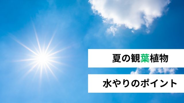<span class="title">夏の観葉植物は水やりの頻度が肝心！｜初心者が枯らさないためのコツを解説</span>