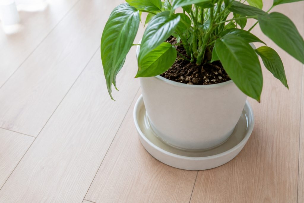 植物の鉢の受皿に水が溜まっている