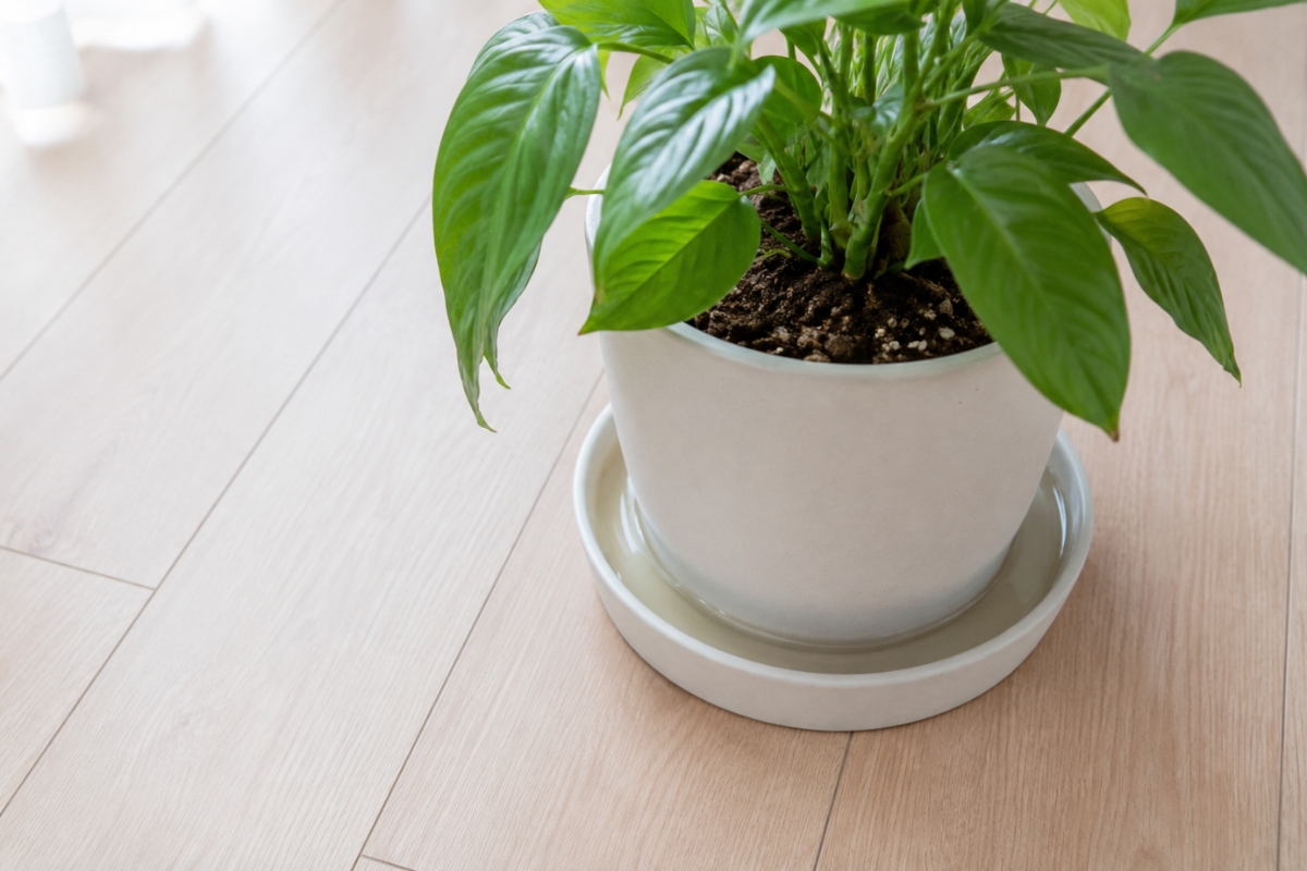 植物の鉢の受皿に水が溜まっている画像