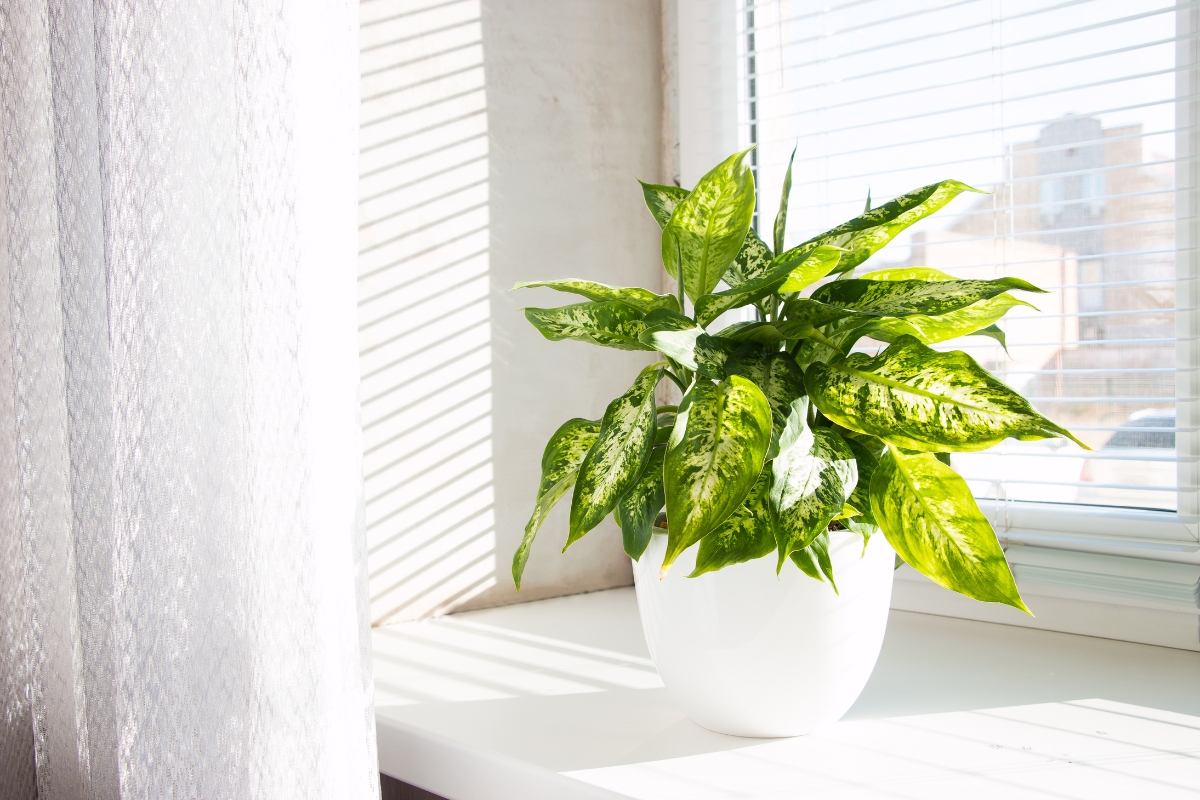 観葉植物を窓際に飾っている画像