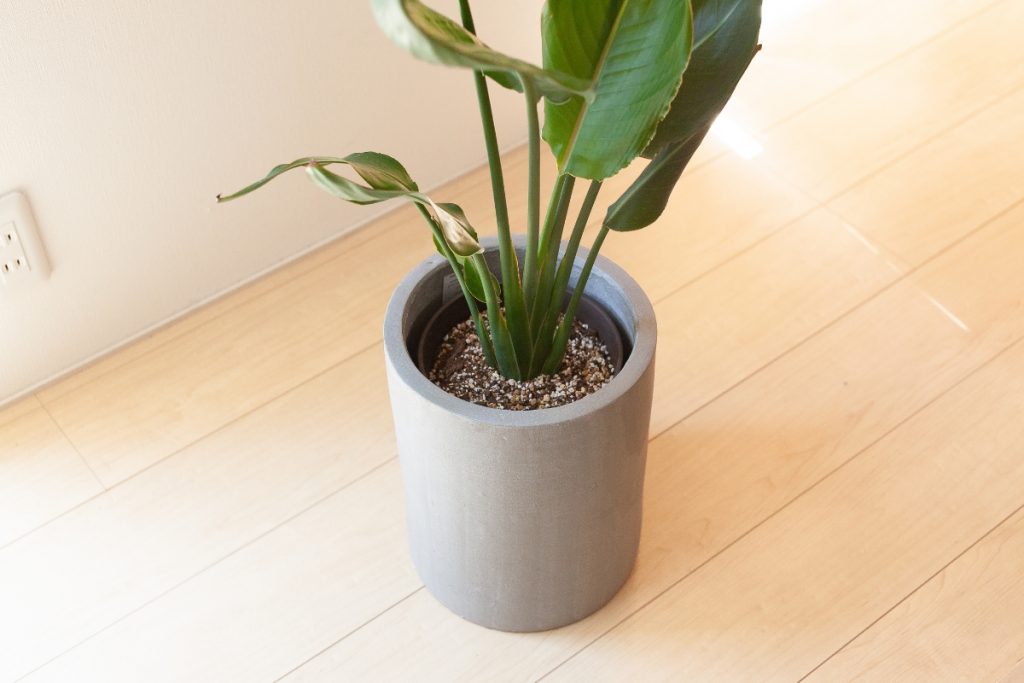 ストレリチアを植えた鉢が鉢カバーに入っている画像