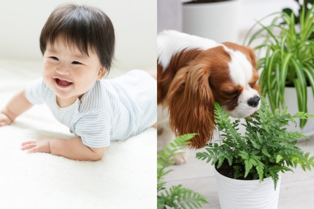 赤ちゃんとペットの画像