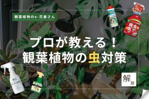 記事のサムネイル