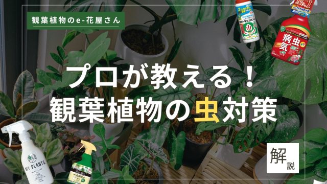 <span class="title">観葉植物に虫がついたら？プロがやる「本当に効果的な駆除の方法」を解説</span>