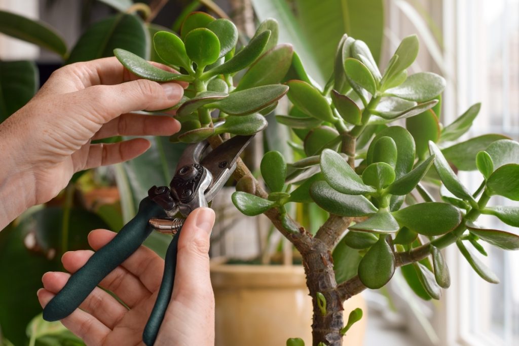 観葉植物の枝を剪定しようとしている画像