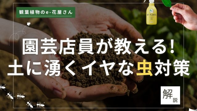 <span class="title">観葉植物の土に湧くコバエや小さな虫｜種類・駆除・対策方法を詳しく解説！</span>