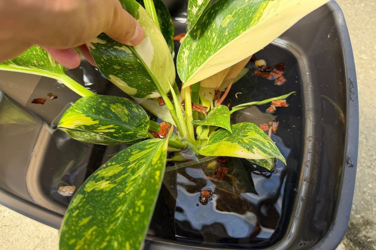 バケツに観葉植物の鉢ごと沈めている画像
