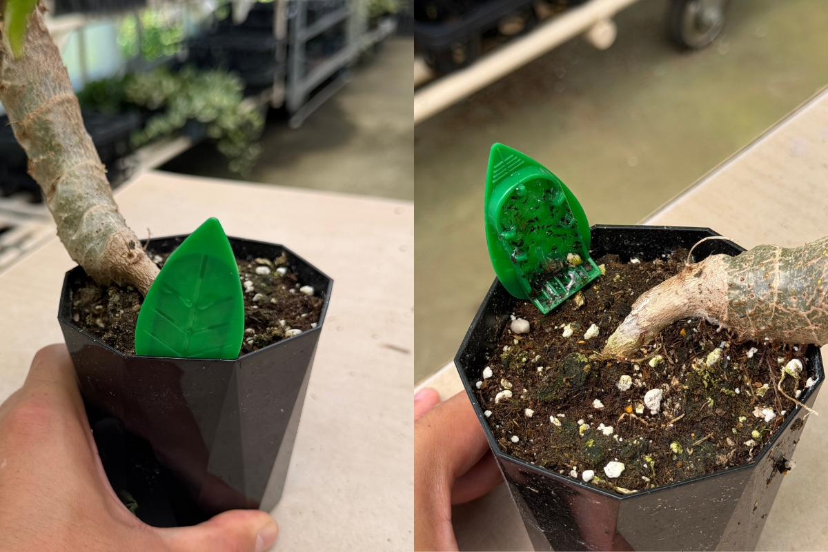 観葉植物の土に挿した粘着剤の画像