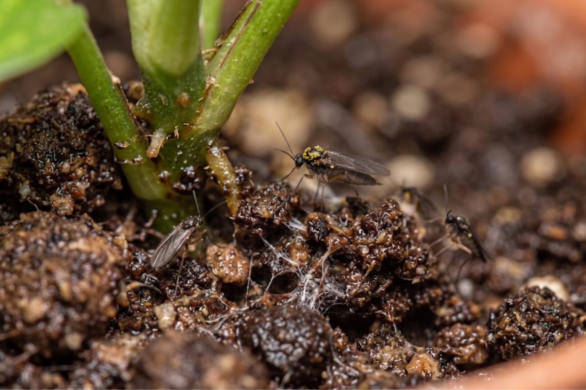 観葉植物の土から発生したコバエの画像