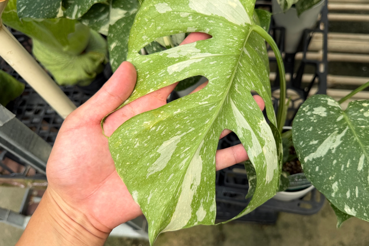 観葉植物の葉を裏返して確認している画像