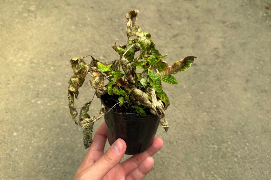 かなり葉が傷んでしまっているシダ植物