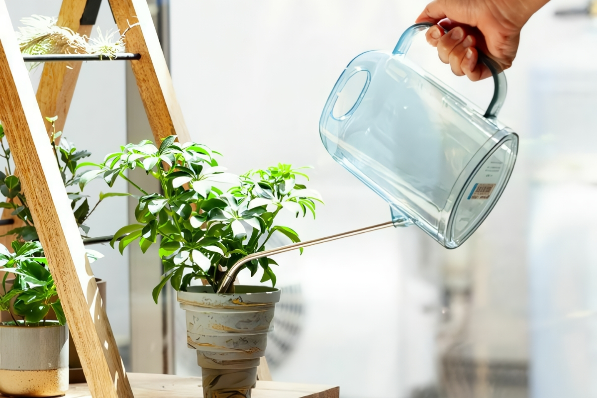 観葉植物に水差しで水やりをしている様子の画像