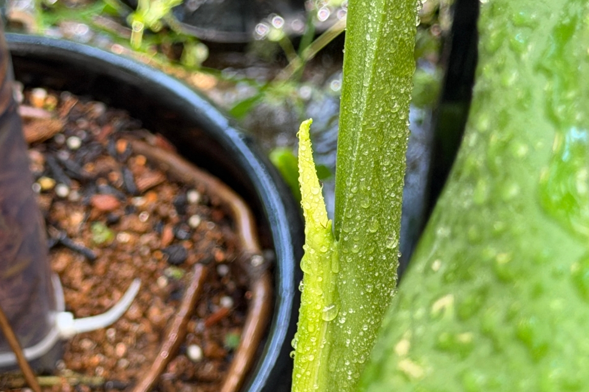 観葉植物の新芽のアップ画像