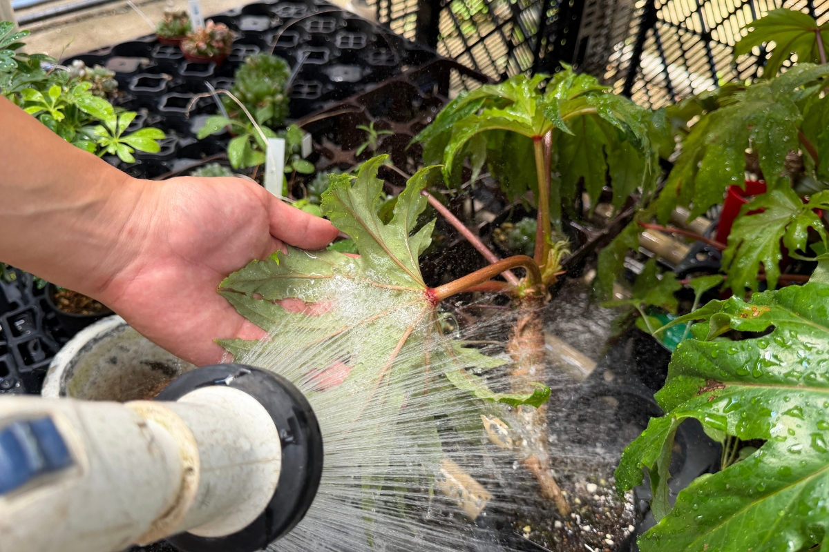 シャワーで観葉植物の葉裏を洗い流している画像