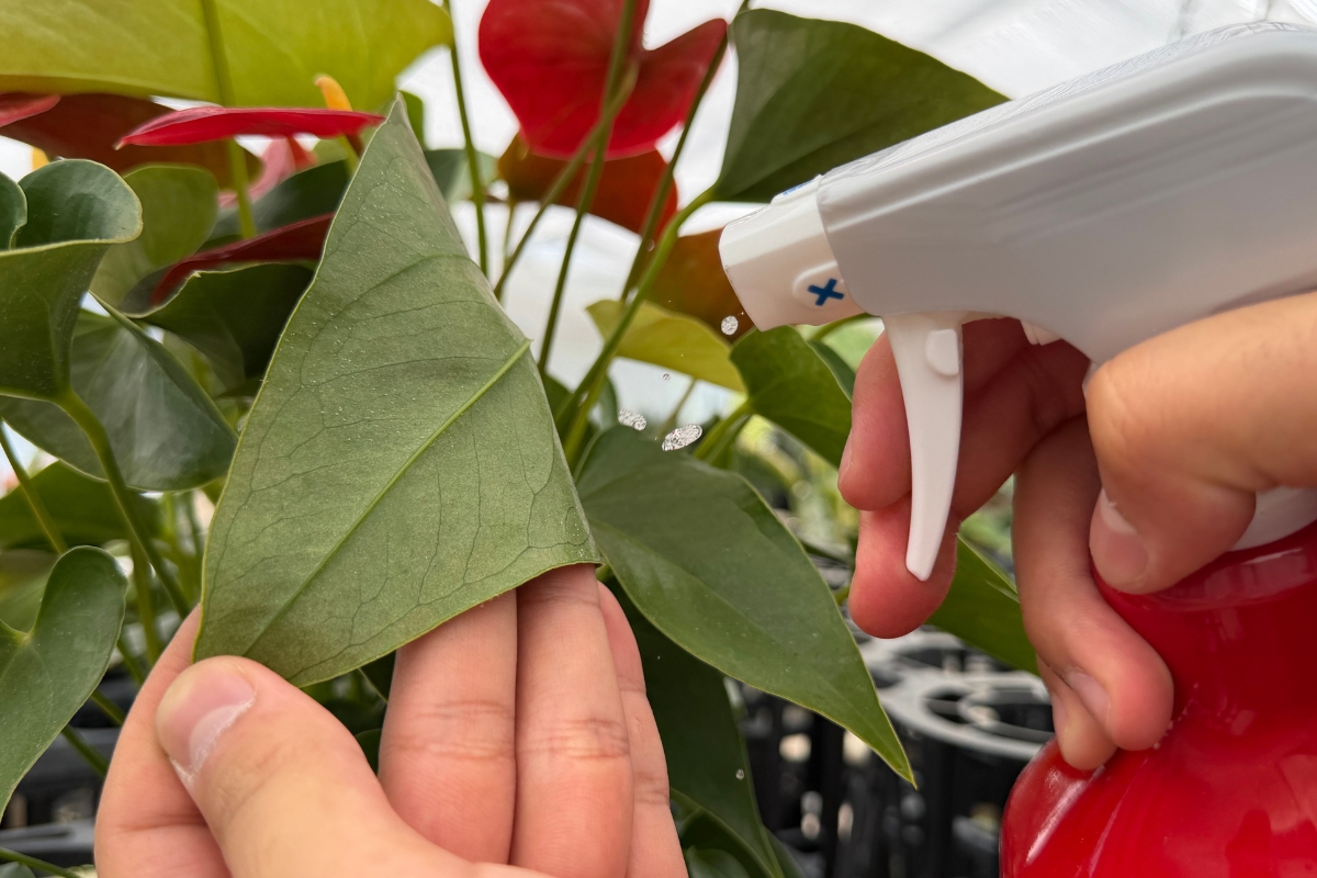 殺虫剤を観葉植物の葉裏にスプレーしている画像