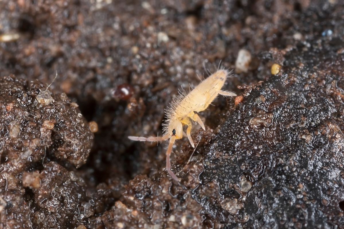 観葉植物の土の表面にいるトビムシの画像