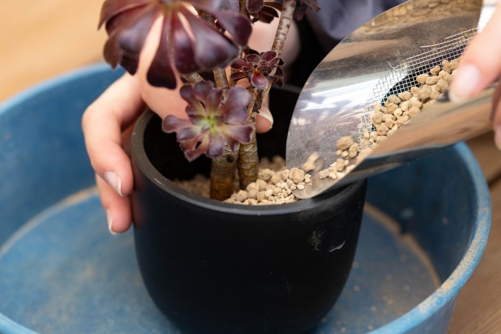 植替えで、鉢の中に土を流し込んでいる様子の画像