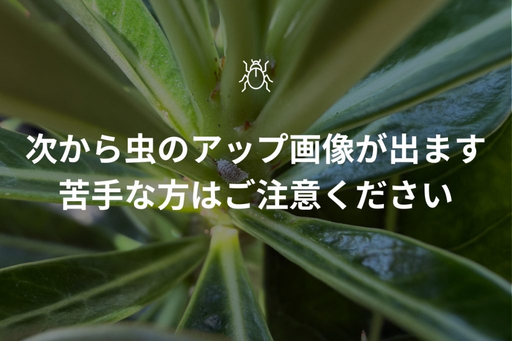 次から虫の画像が出るという注意勧告の画像