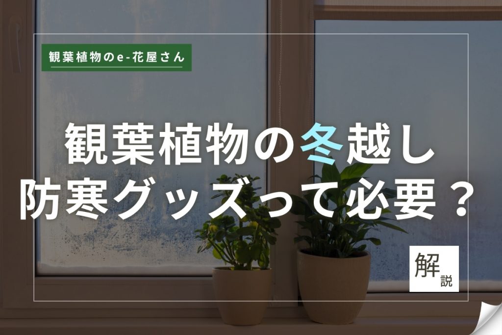 観葉植物の冬越し記事のアイキャッチ画像