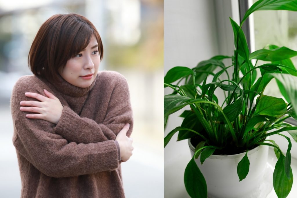 女性が肌寒いと感じている様子と観葉植物の画像