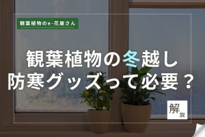記事のサムネイル