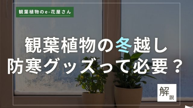 <span class="title">観葉植物の冬越し｜防寒グッズは不要！園芸店員が勧める『冬の準備と管理』</span>