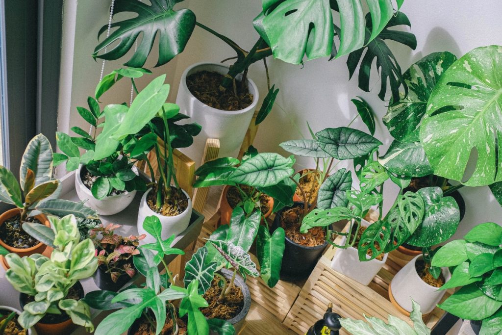 観葉植物をたくさん育てている部屋の画像