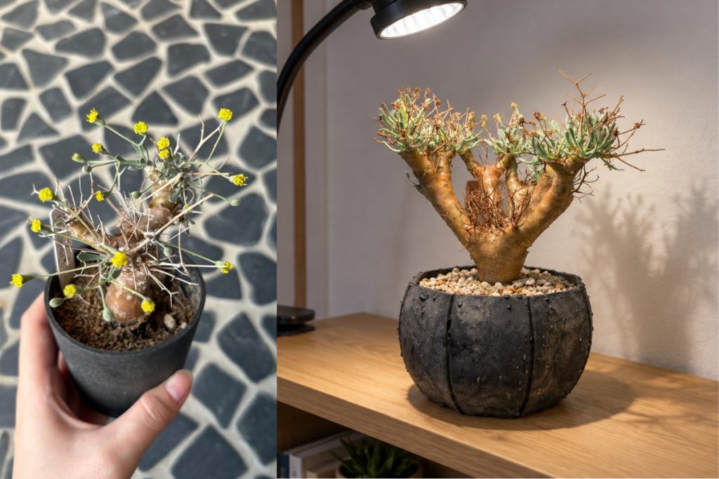 オトンナ・ユーフォルビオイデスとその花の画像