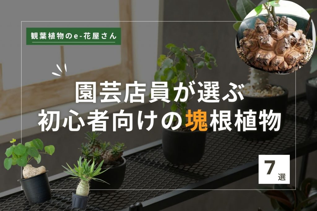 園芸店員が選ぶ、初心者向けの塊根植物