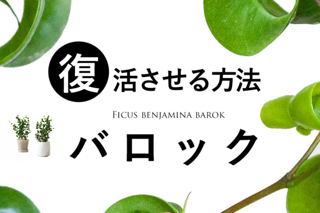 バロック記事のサムネイル画像