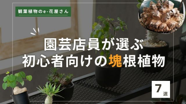 <span class="title">塊根植物の初心者おすすめ7選｜育て方・種類ごとの違いは？</span>